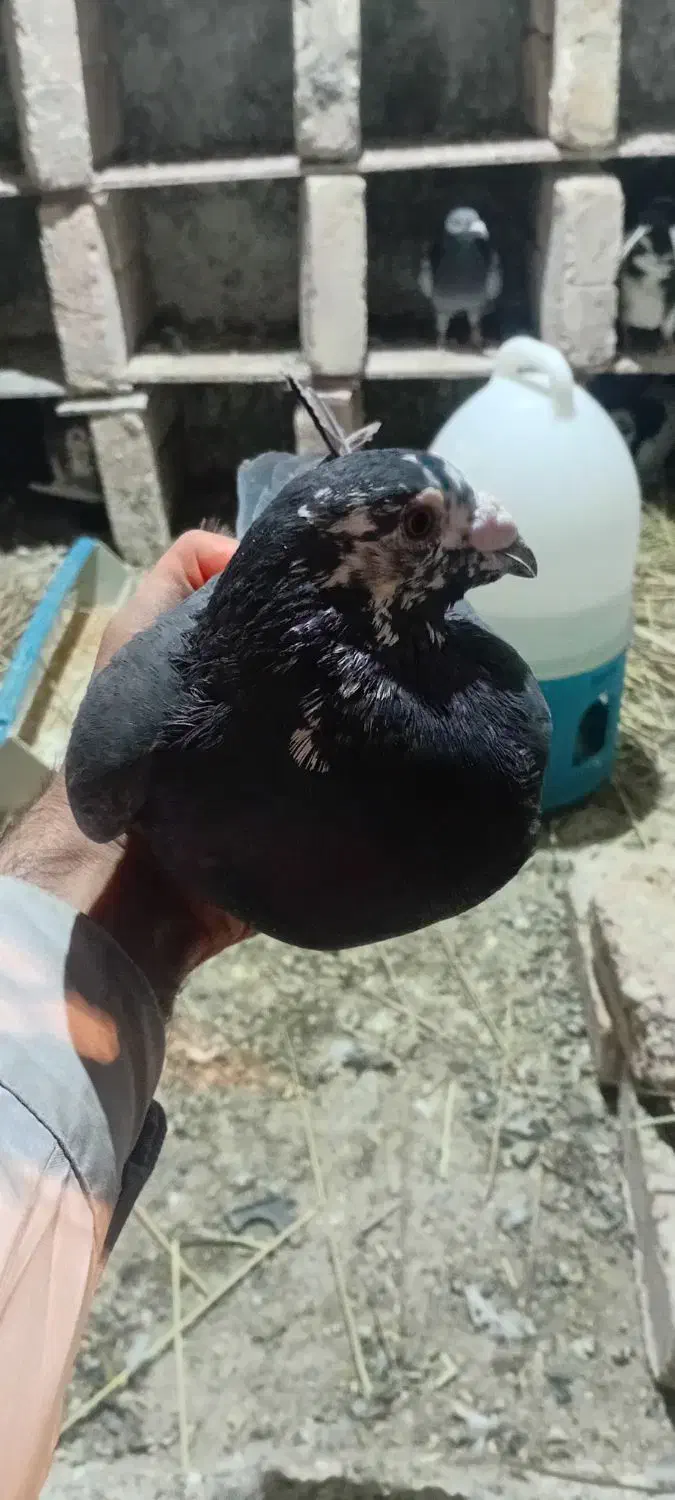 کبوتر|پرنده|ایرانشهر, |دیوار