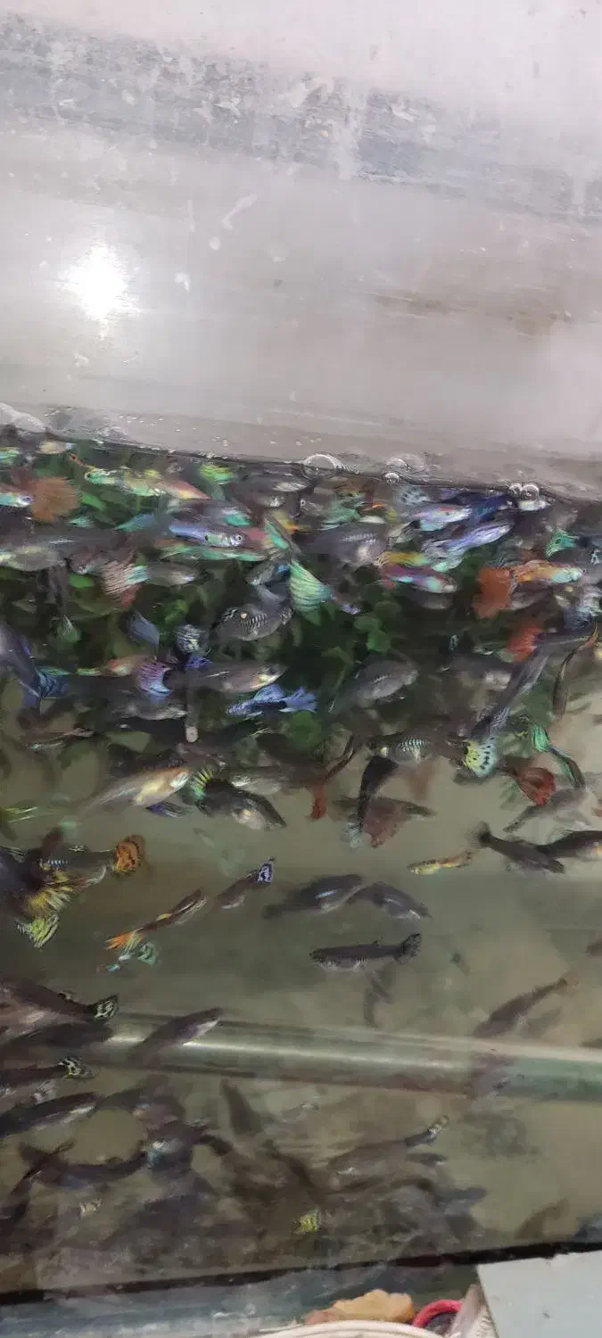 فروش تعداد زیادی ماهی گوپی بزرگ وخوب به(قیمت عمده)|ماهی|شیراز, شریفآباد|دیوار