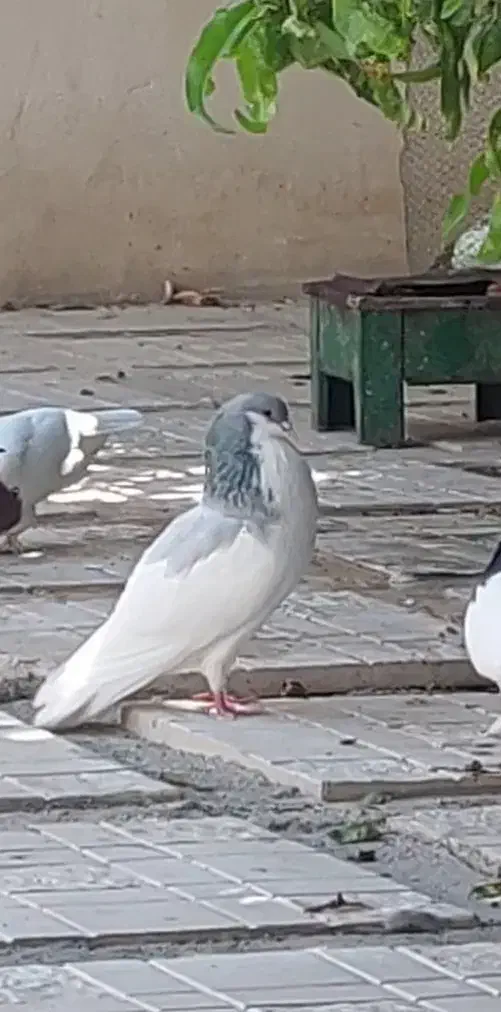 کبوتر چادری|پرنده|تهران, امانیه|دیوار