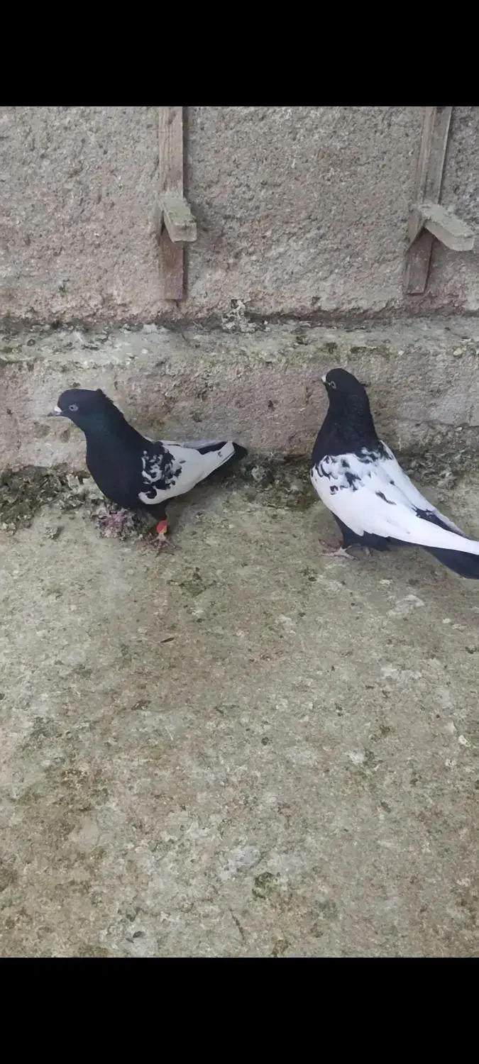 چند تا بهبهانی سینه|پرنده|شیراز, تندگویان|دیوار