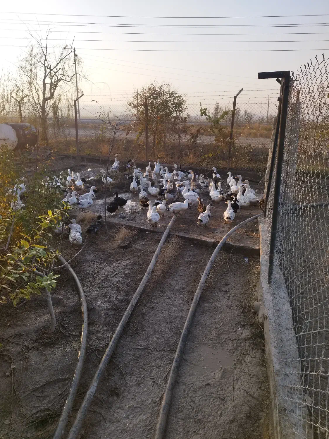 فروش اردک|حیوانات مزرعه|محمدبار, |دیوار