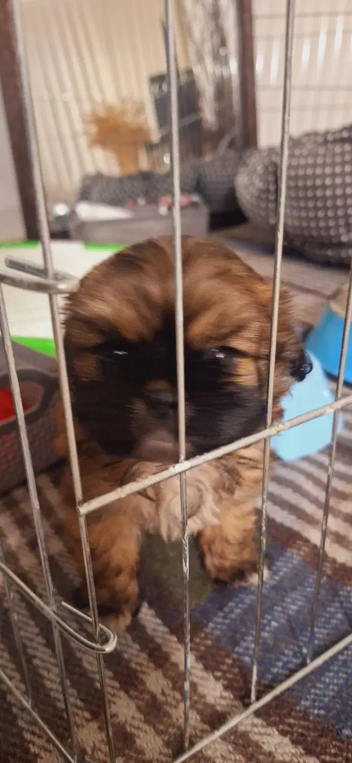 توله شیتزو با همه وسایل|سگ|مشهد, زمرد|دیوار