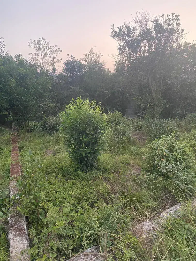 مشارکت زمین مسکونی ۳۷۰متری در قاسم رمکی|مشارکت در ساخت املاک|رامسر, |دیوار