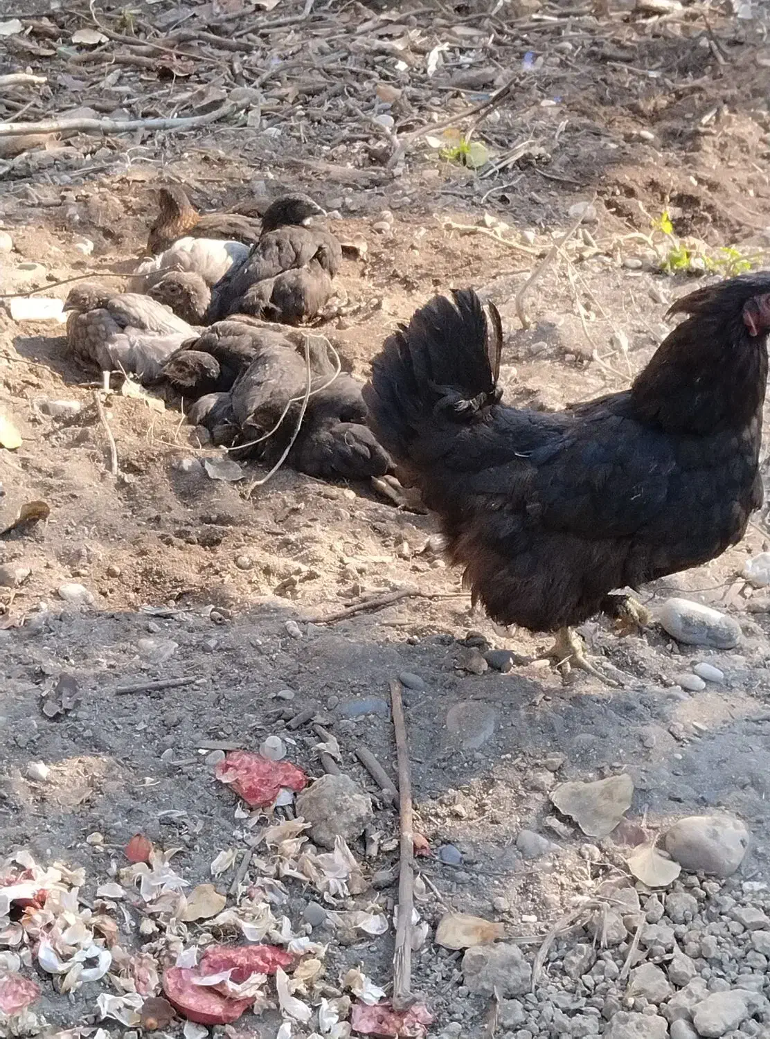 اردک ها و جوجه ها و خروس و مرغ ها|حیوانات مزرعه|چالوس, |دیوار