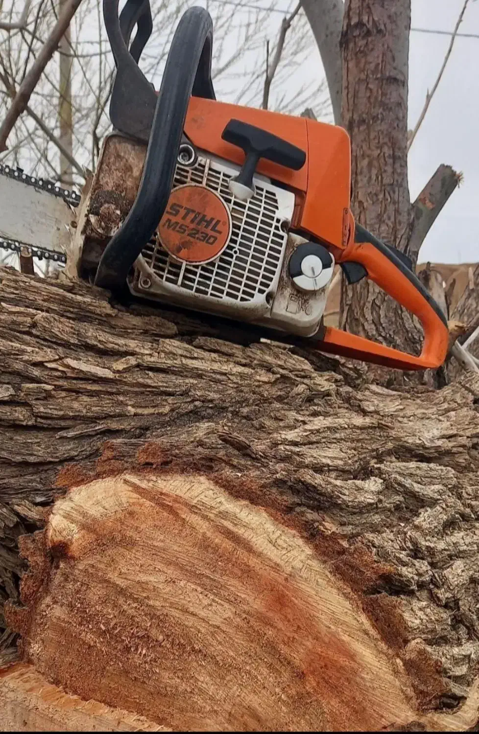 خرید انواع چوب ومو|خدمات باغبانی و درختکاری|لیلان, |دیوار