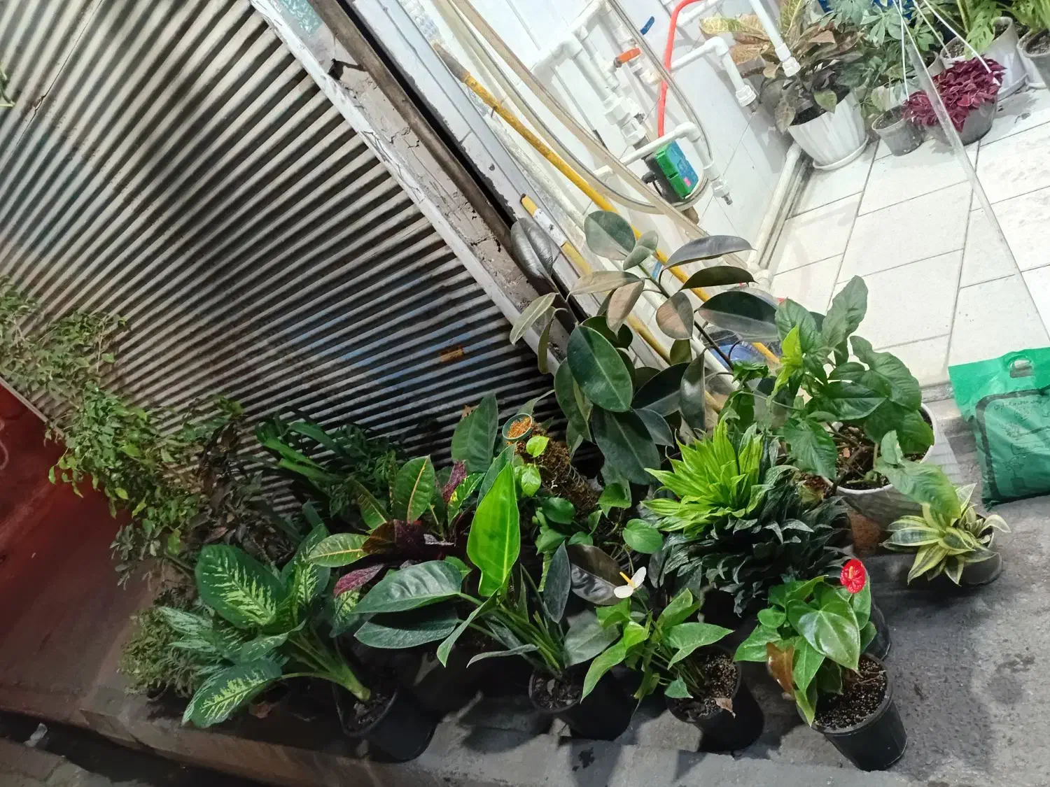 گیاه گل اپارتمانی  برکین سانسوریا پایه رز|گل و گیاه طبیعی|قدس, شهر‌قدس|دیوار