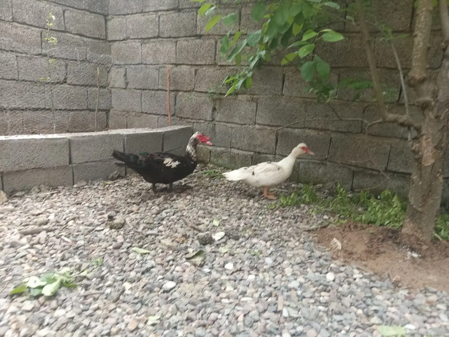 اردک اسراییلی  ۵عدد|حیوانات مزرعه|آستانه اشرفیه, |دیوار