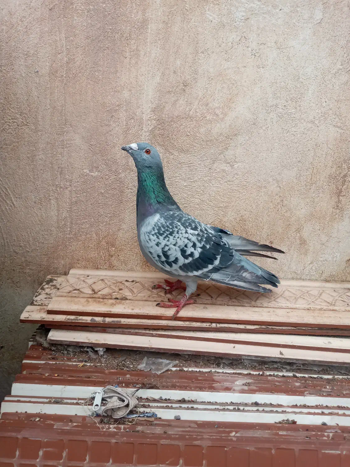 کفتر پلاکی|حیوانات|کرمان, |دیوار