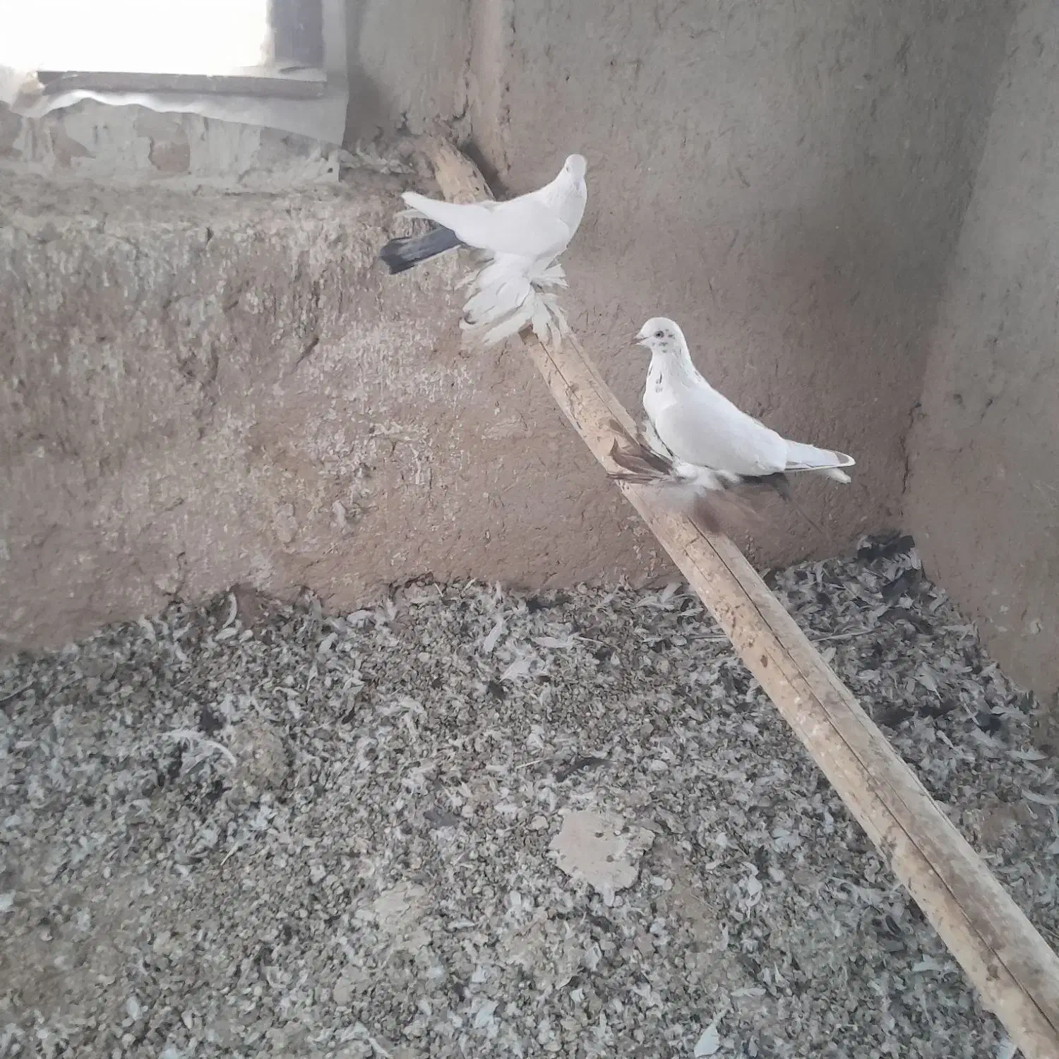 کفتر|پرنده|تبریز, |دیوار