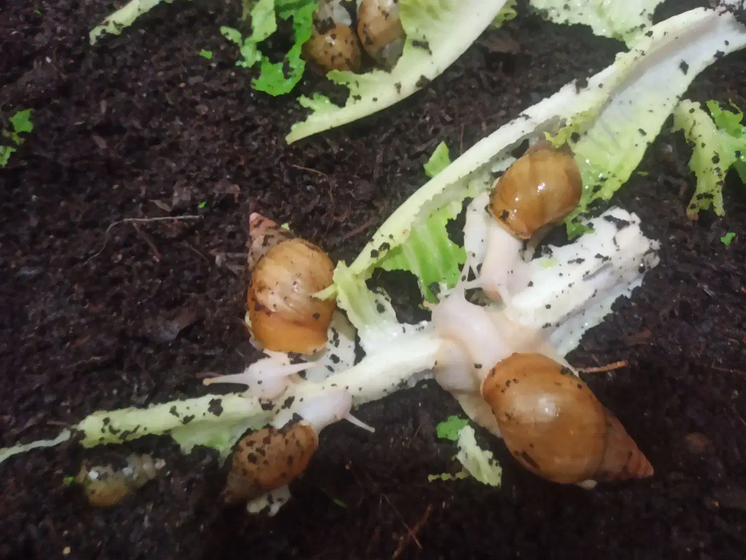 هلزون مولد|خزنده|تبریز, |دیوار