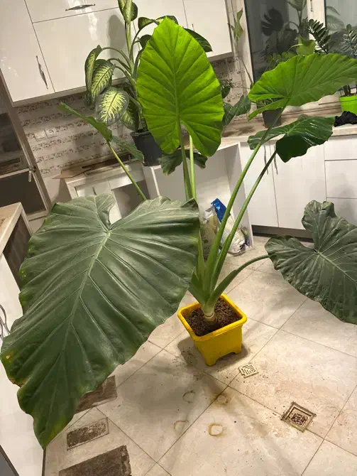 بابا آدم تنه دار|گل و گیاه طبیعی|مشکیندشت, |دیوار