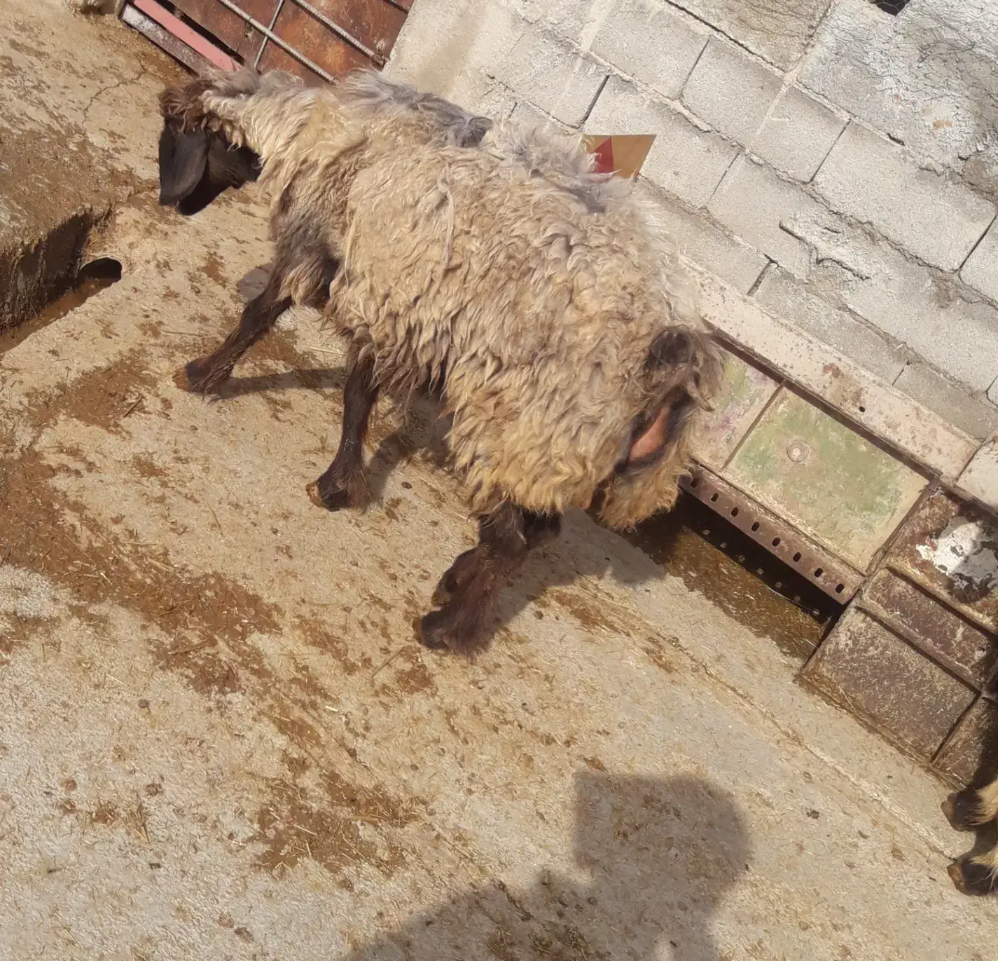 شیشک چاق حوشک|حیوانات مزرعه|اردل, |دیوار