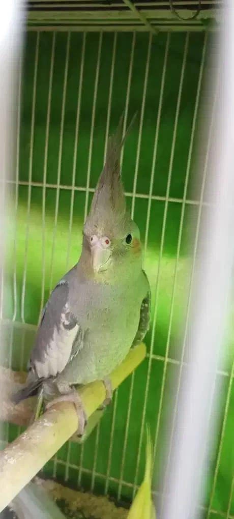 عروس هلندی آهویی نر|پرنده|مشهد, هفده شهریور|دیوار