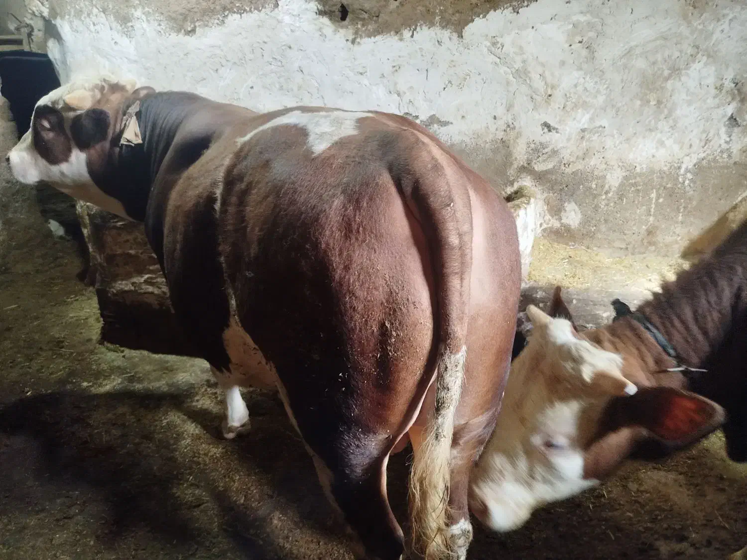 گاو|لوازم جانبی حیوانات|سارال, |دیوار