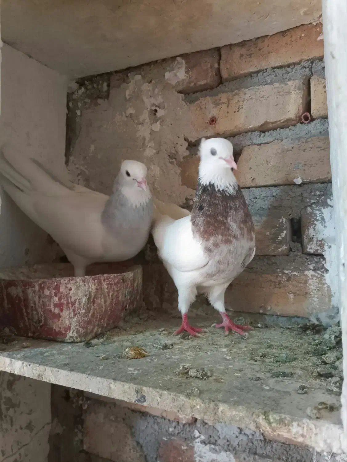 طوقی ابی|پرنده|تربت‌حیدریه, باغ سلطانی|دیوار