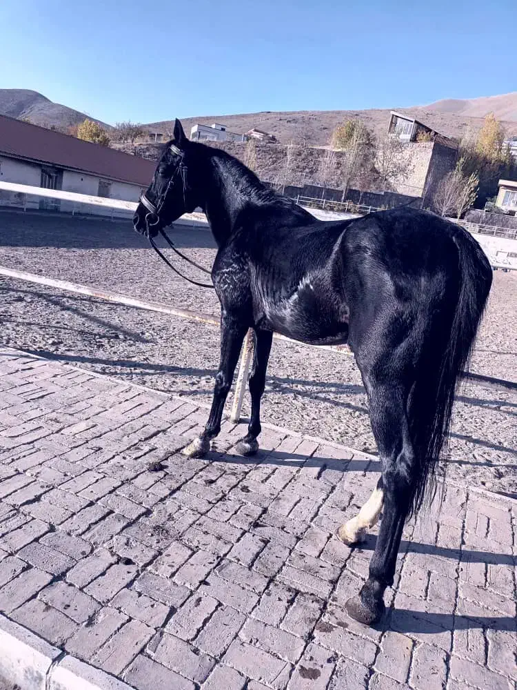 اسب|اسب و تجهیزات اسب‌سواری|دماوند, دماوند|دیوار