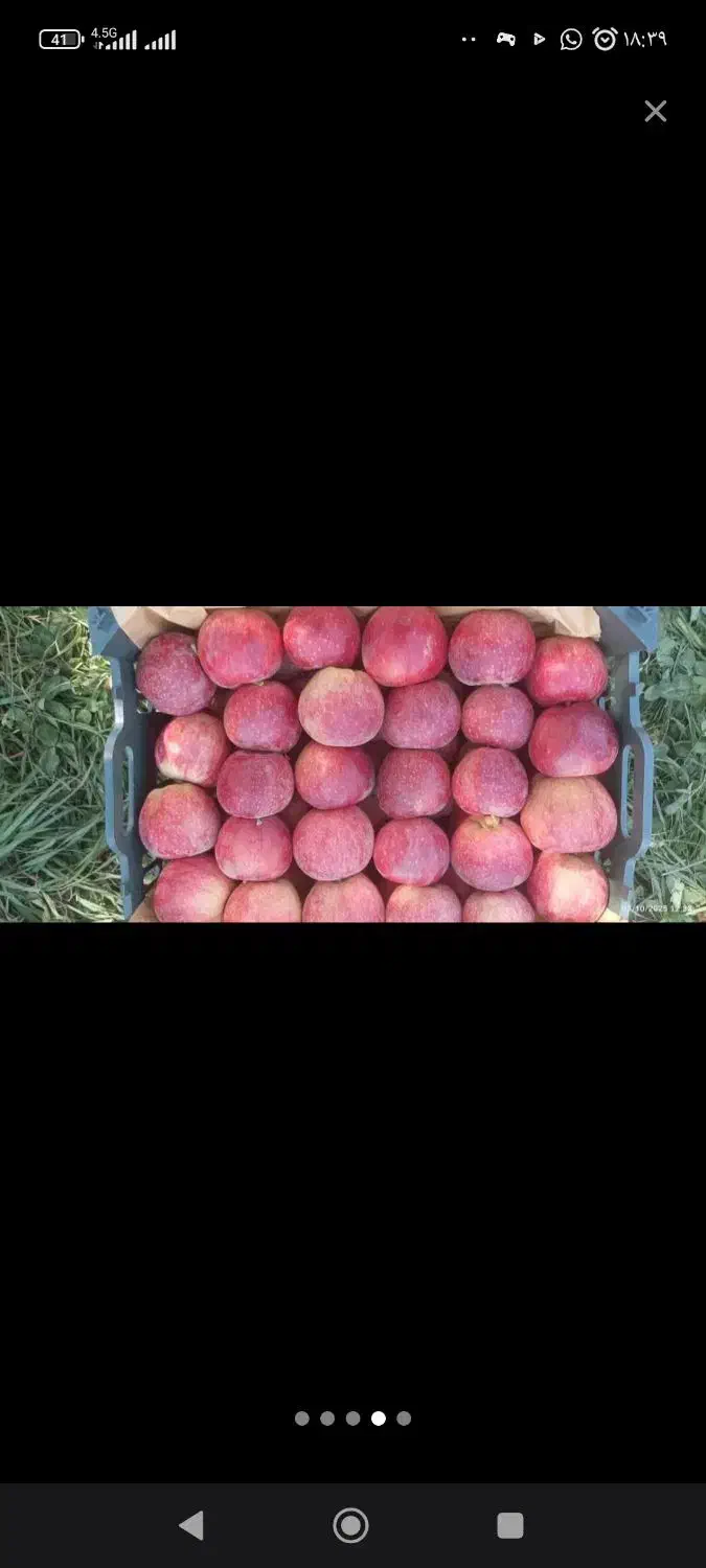 سیب|خوردنی و آشامیدنی|سیلوانه, |دیوار