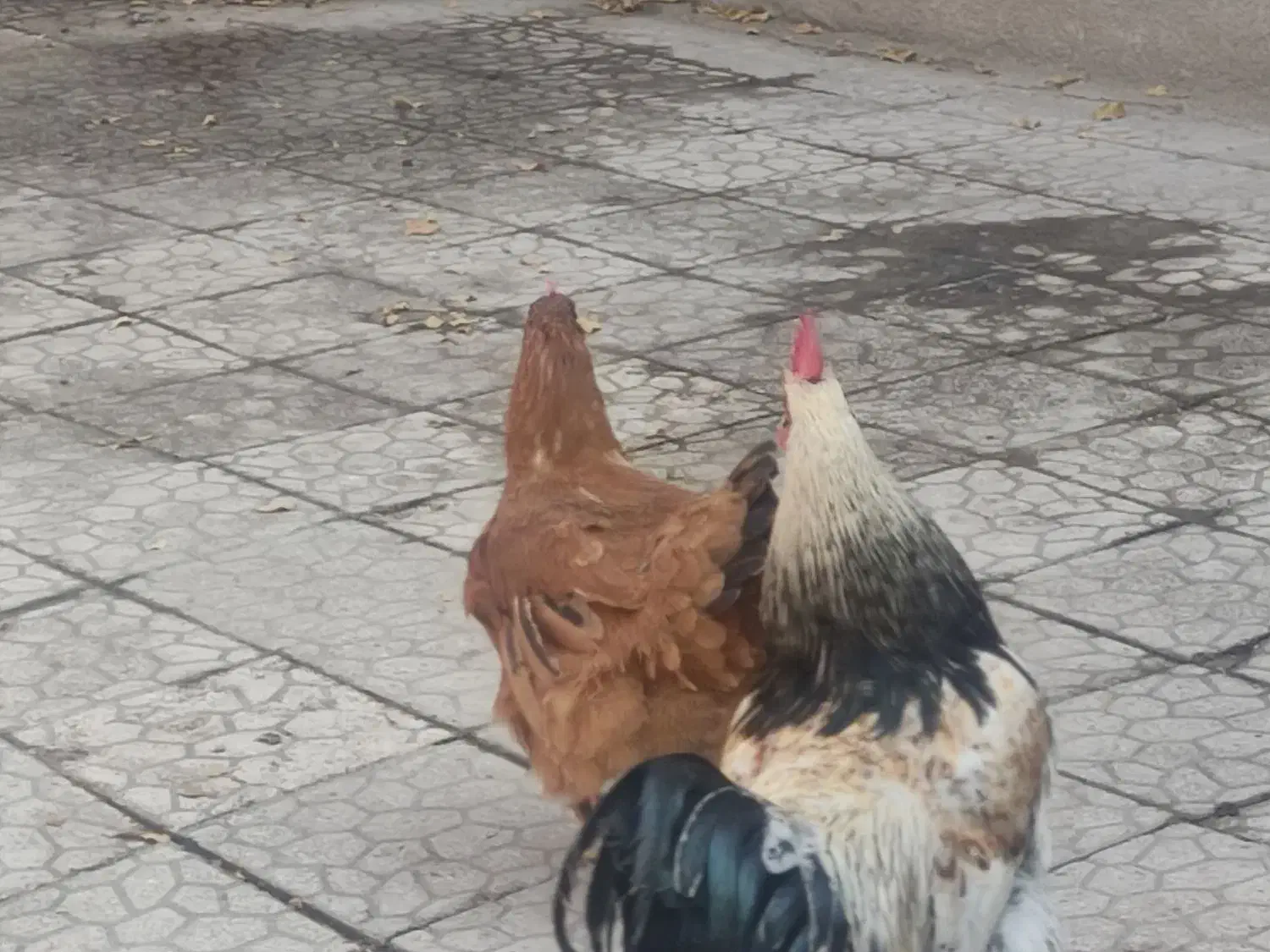 قیمت توافقی|پرنده|کنگاور, |دیوار