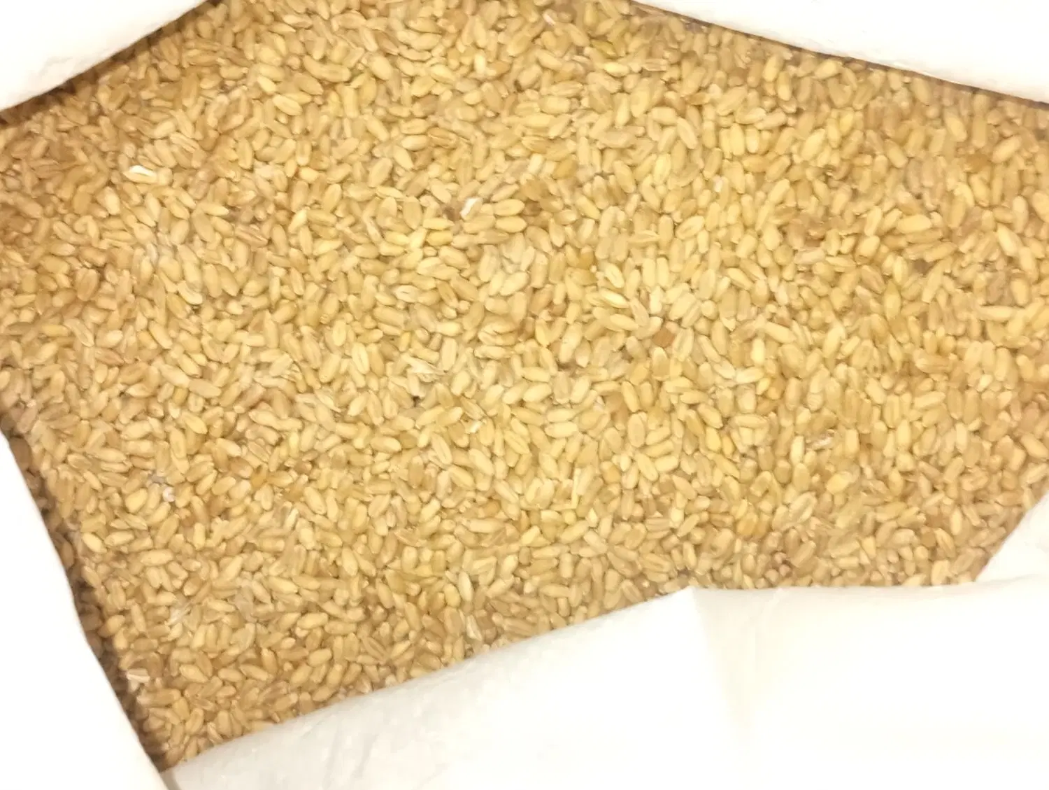 گندم|خوردنی و آشامیدنی|شوش, |دیوار