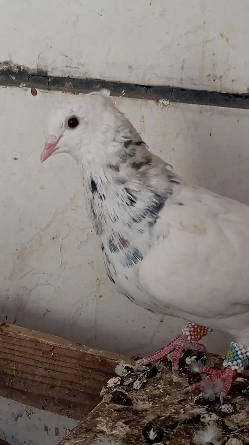 کفتر طوقی هفترنگ|پرنده|سبزوار, گلشن|دیوار