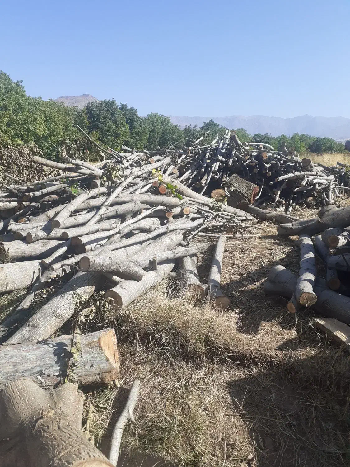 خریدار انواع چوب|خدمات باغبانی و درختکاری|الشتر, |دیوار