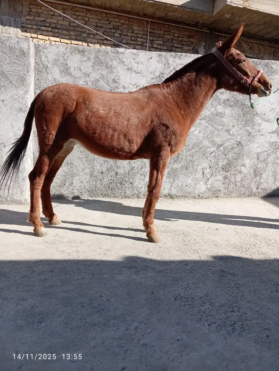 فروش انواع قاطر سواری باری|حیوانات مزرعه|لاران, |دیوار