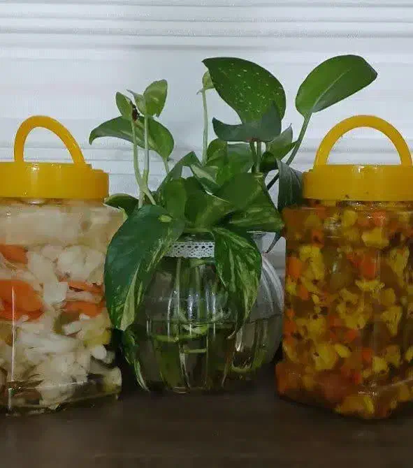 ترش و شیطون|خوردنی و آشامیدنی|تهران, دولاب|دیوار