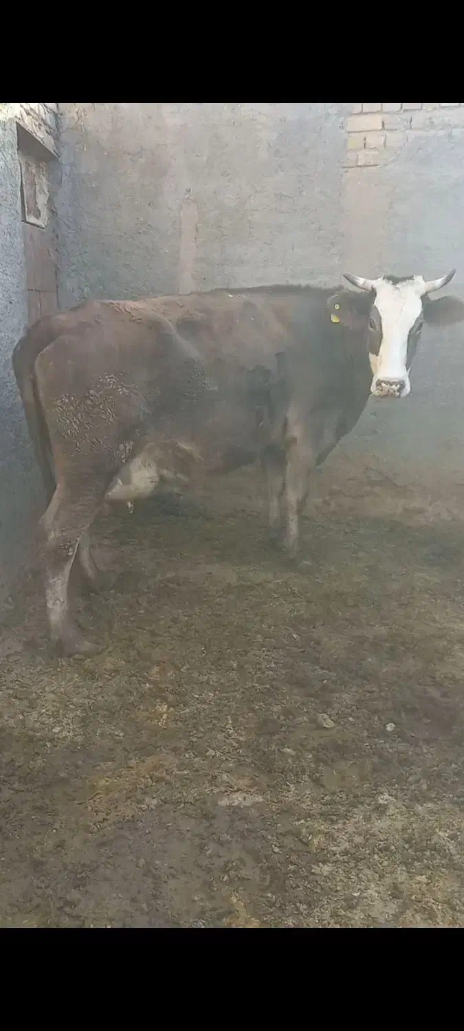 گاوگوشتی.وشیری|حیوانات مزرعه|معصومیه, |دیوار