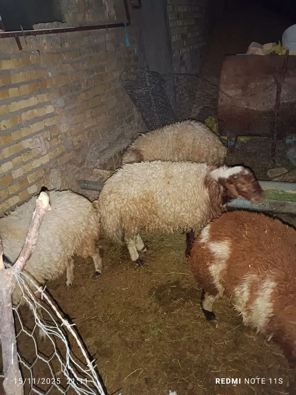 بره چاق کشتاری|حیوانات مزرعه|بروجرد, |دیوار