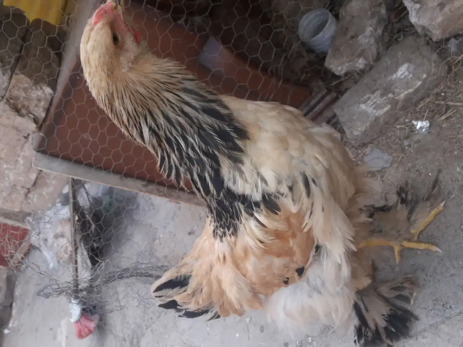 نیمچه برهما|حیوانات مزرعه|قم, علی آباد سعدگان|دیوار