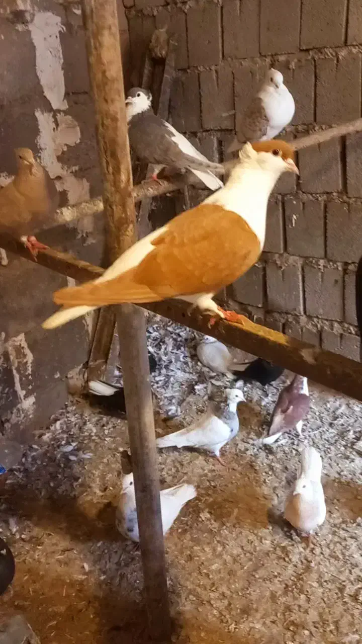 سیدی ویبال سفیدوبچ عراقی موقعیت عقیلی|پرنده|شوشتر, |دیوار