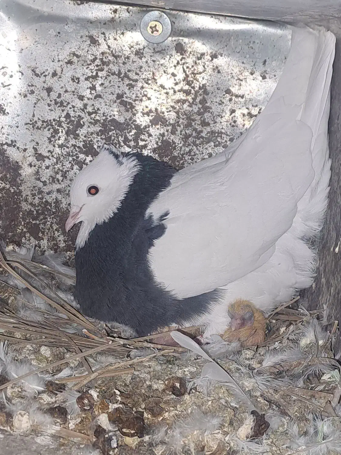 طوقی|پرنده|کازرون, |دیوار