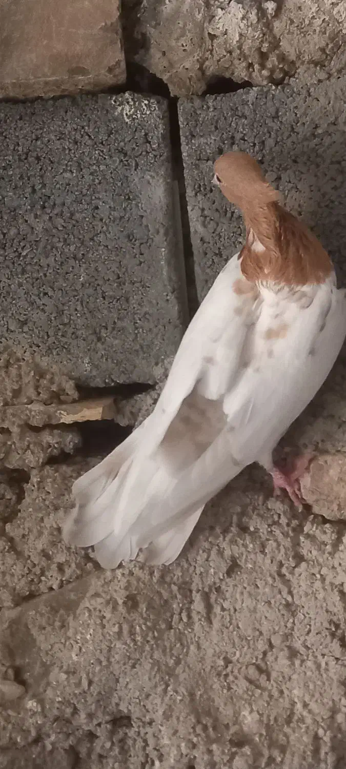 کبوتر|پرنده|سمیرم, |دیوار