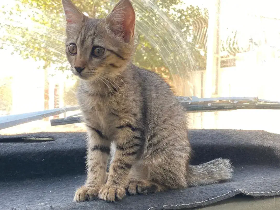 گربه دستی|گربه|شاهین‌شهر, گرگاب|دیوار