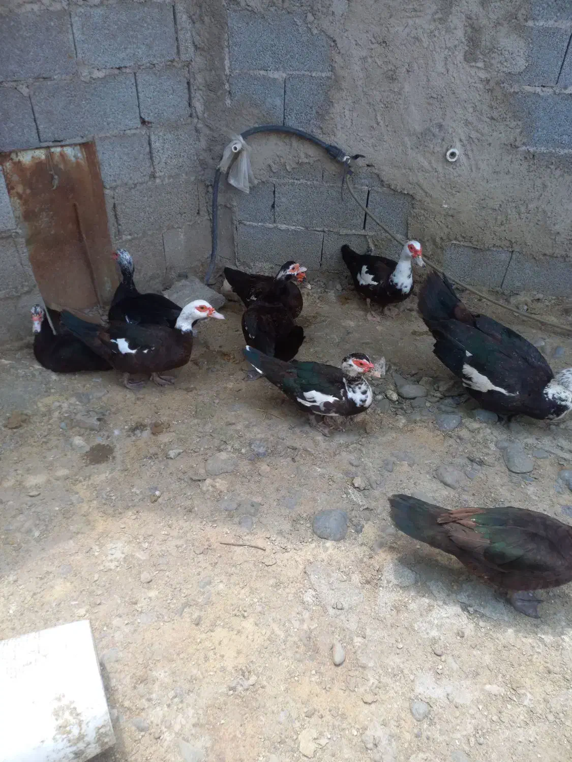 تخم نطفه دار اردک محلی و روسی برای جوجه کشی|حیوانات مزرعه|رشت, حومه رشت|دیوار