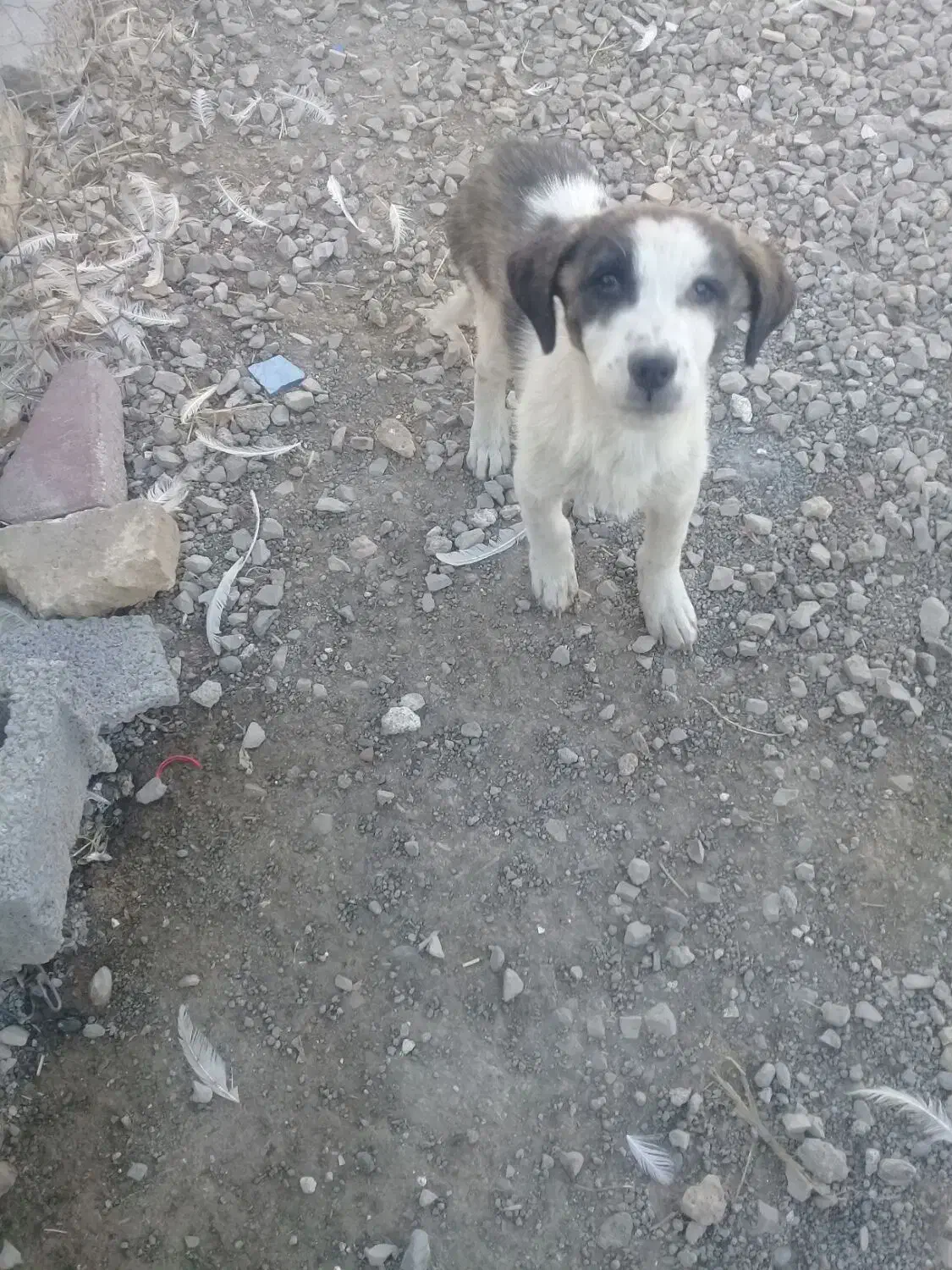 واگذاری چند عدد تو ل ه سگ|سگ|کرمانشاه, |دیوار