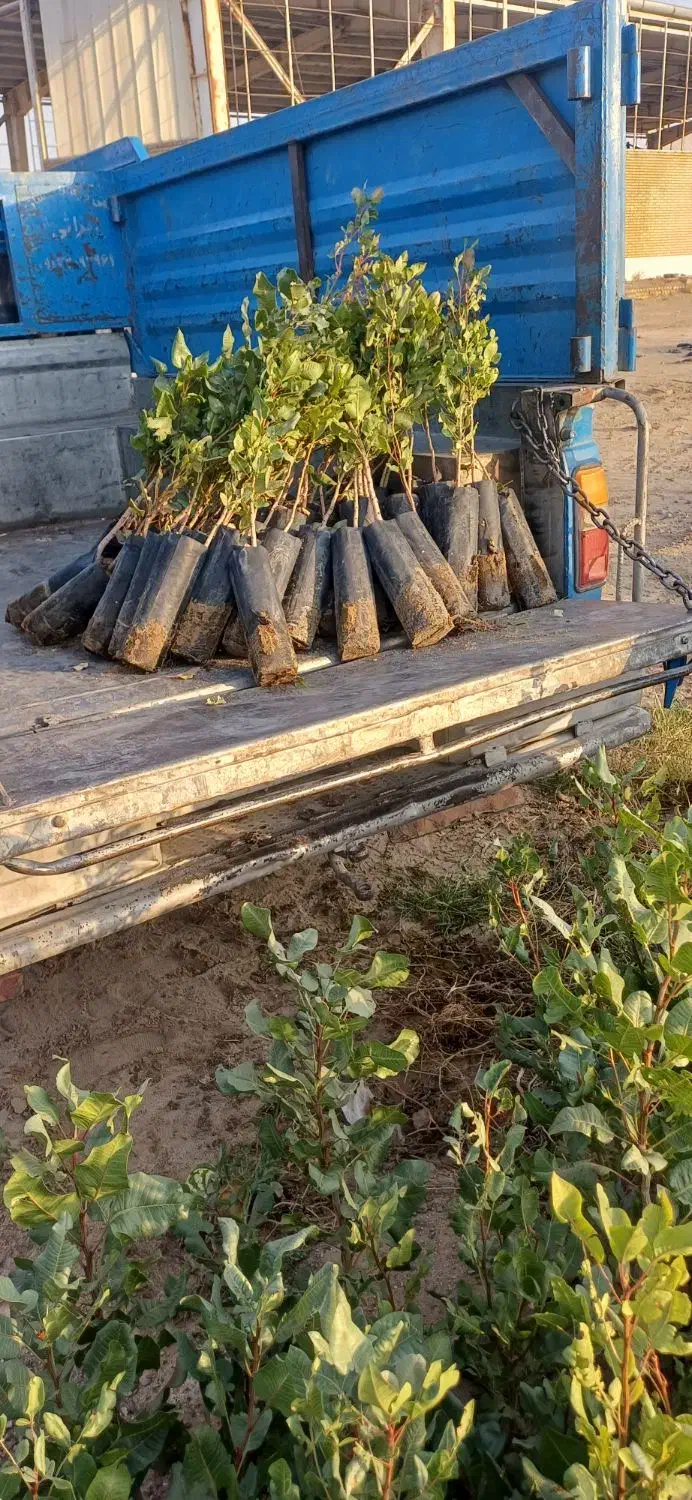 نهال پسته حمید|خدمات باغبانی و درختکاری|مهریز, |دیوار