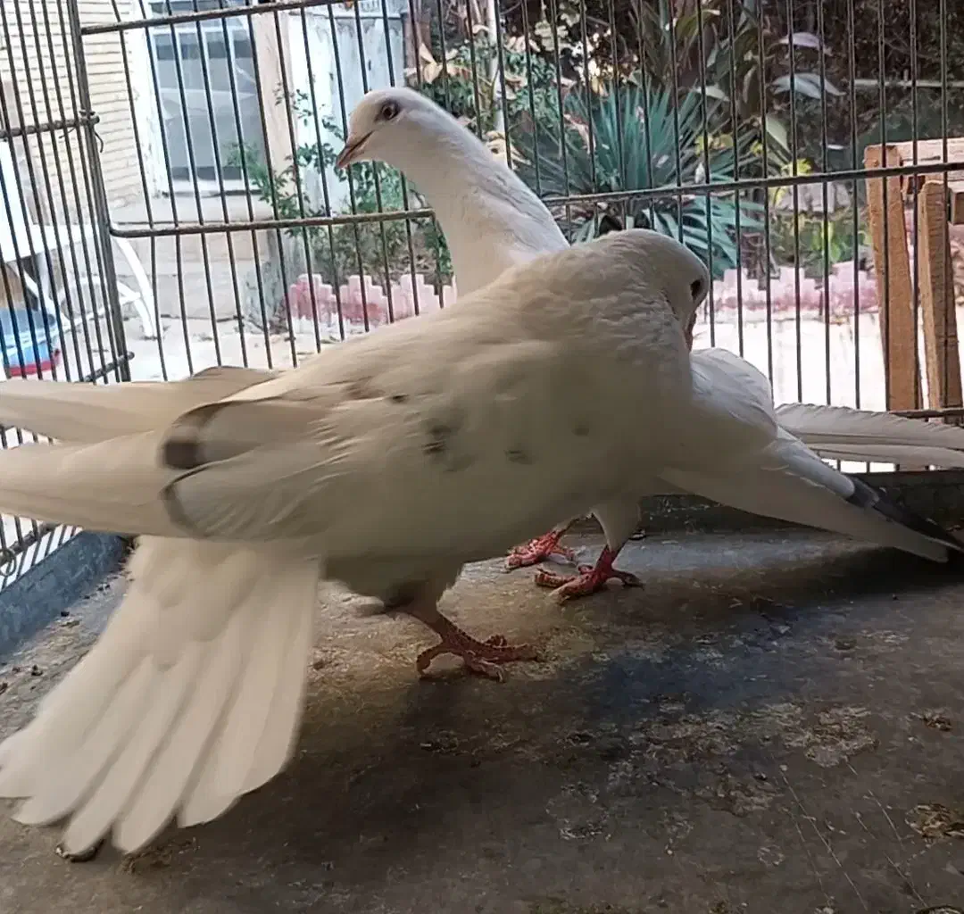 کبوتر کفتر چند جفت عالی|پرنده|فردیس, قریشی|دیوار