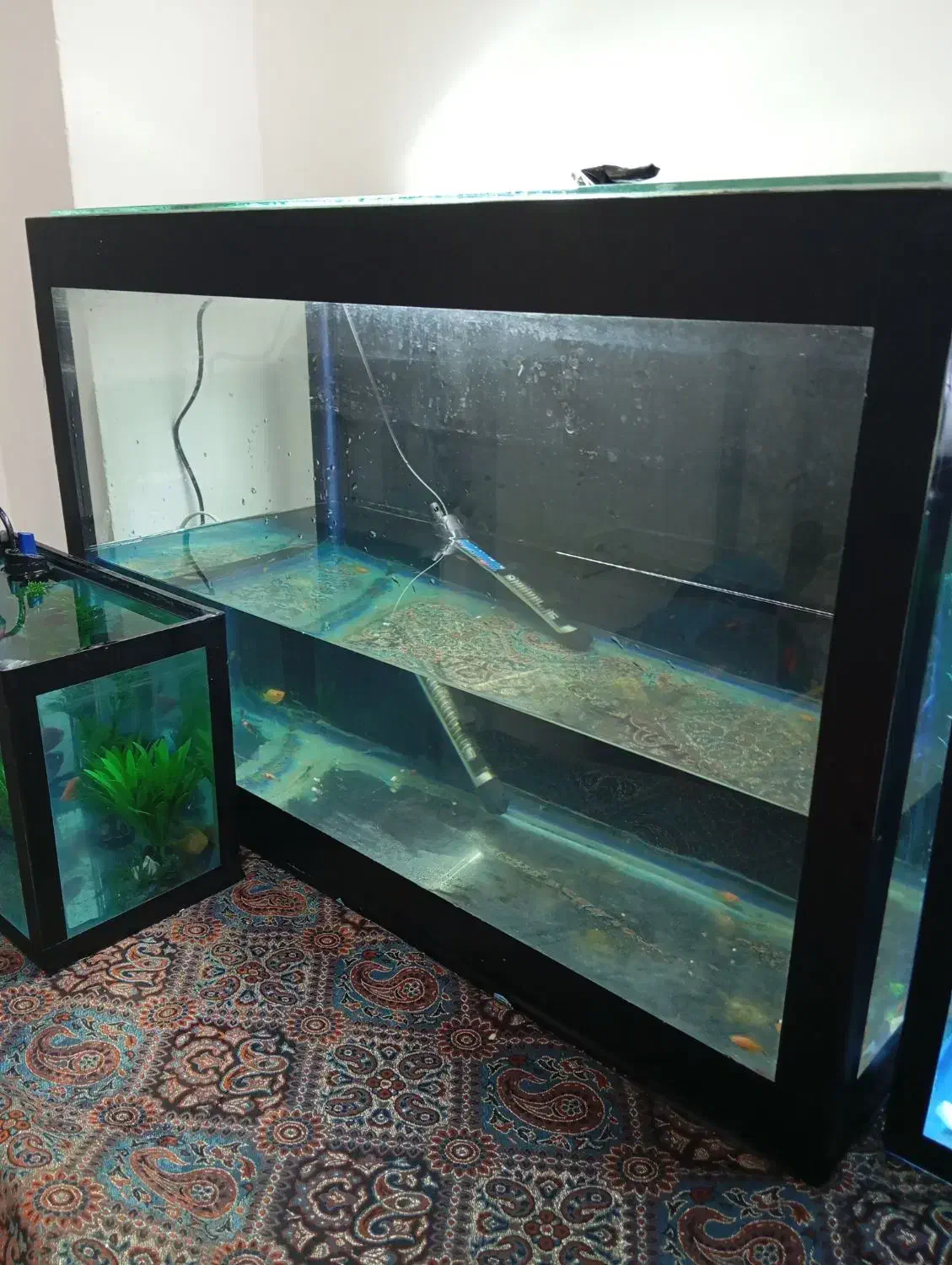 آکواریوم و ماهی مولی بالن|ماهی|کردکوی, |دیوار