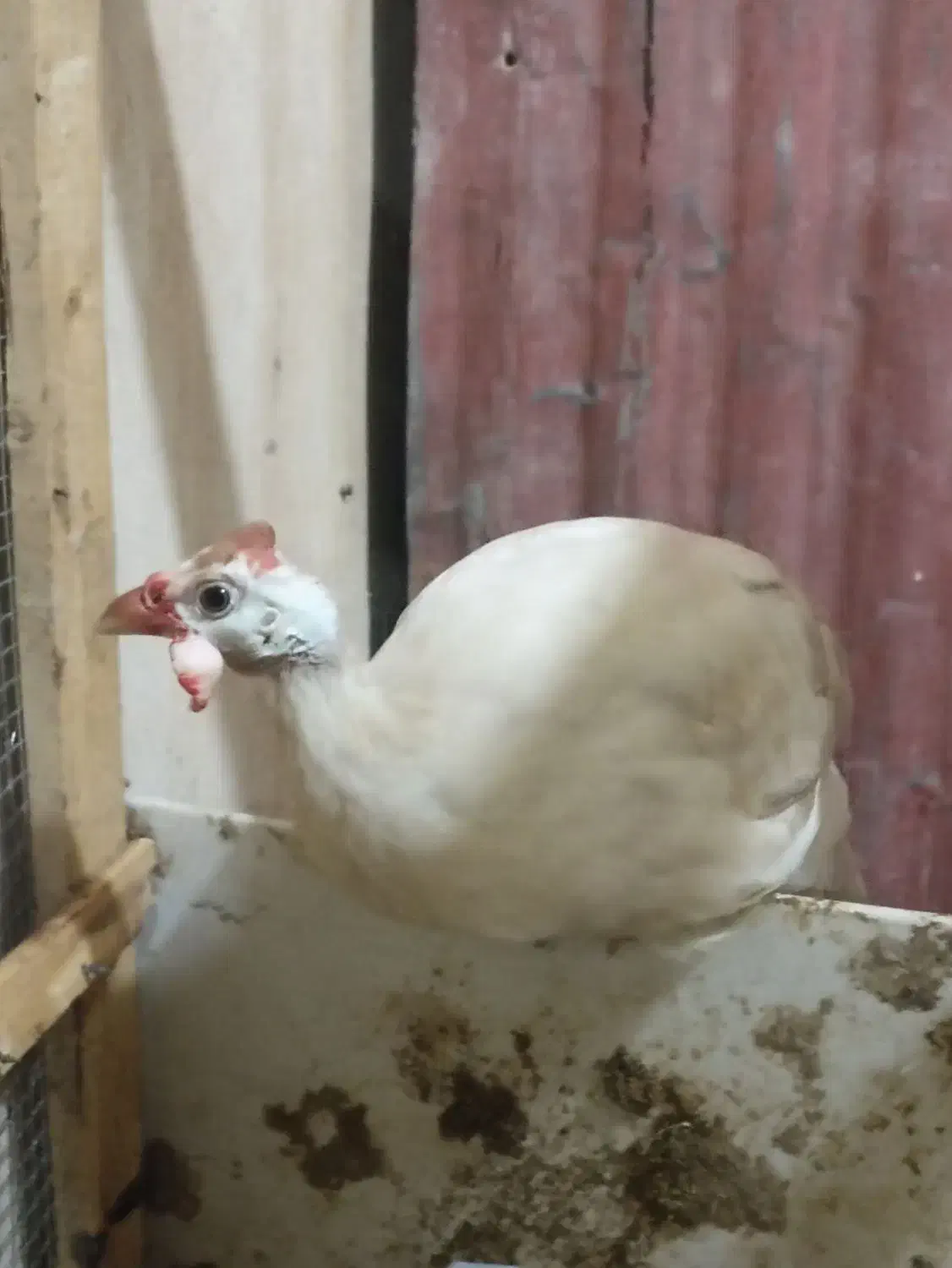 مرغ هندی|حیوانات مزرعه|چغادک, |دیوار