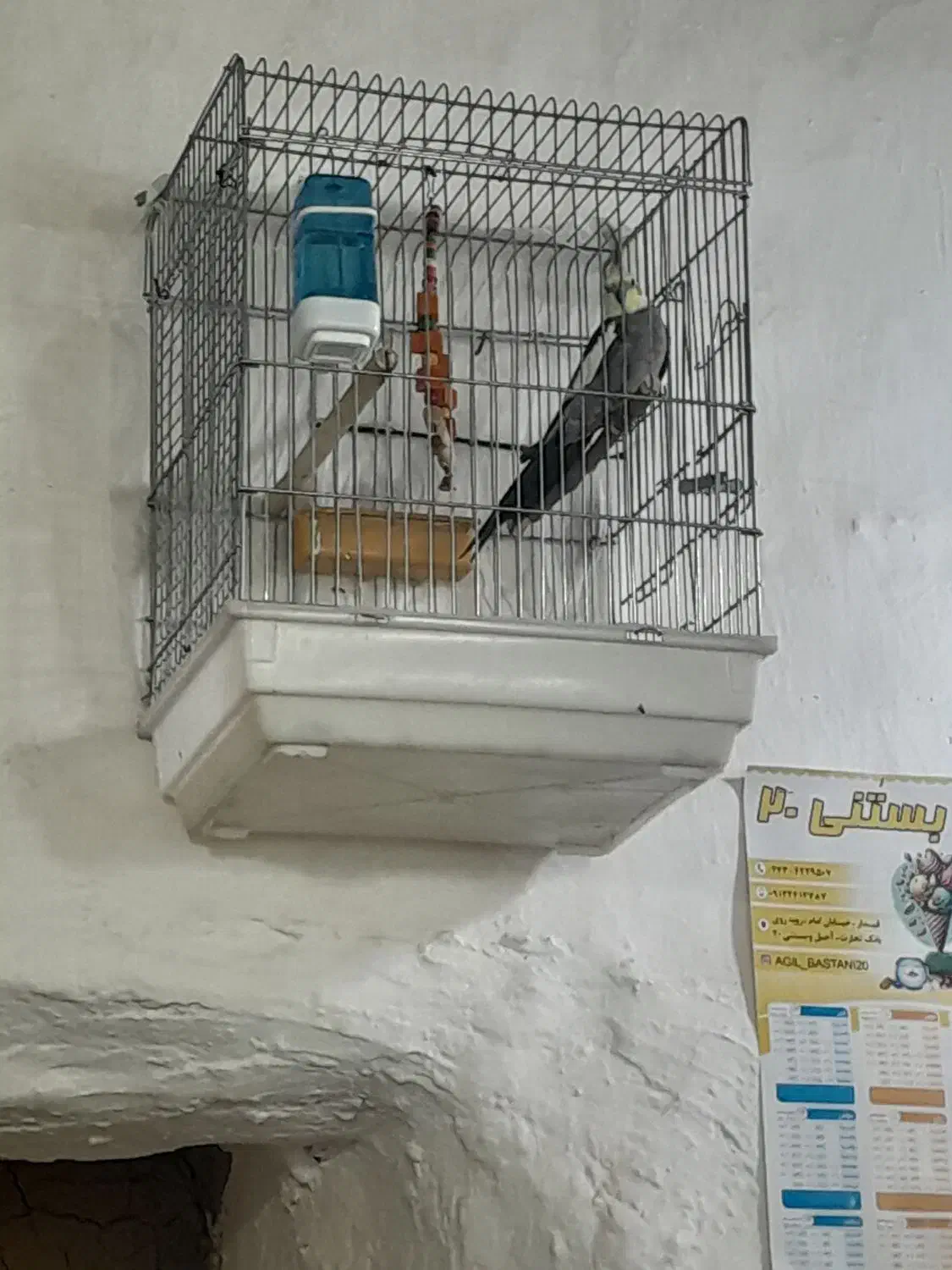 عروس هلندی نر|پرنده|دوتپه, |دیوار