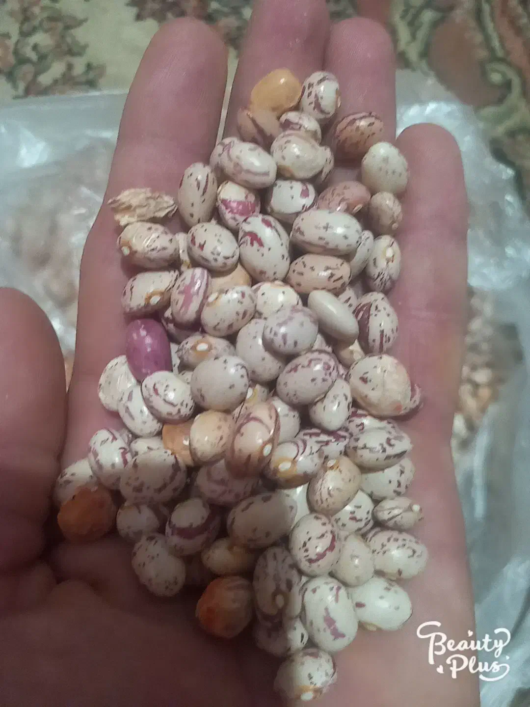 لوبیا درجه یک طبیعی.|خوردنی و آشامیدنی|یاسوج, |دیوار