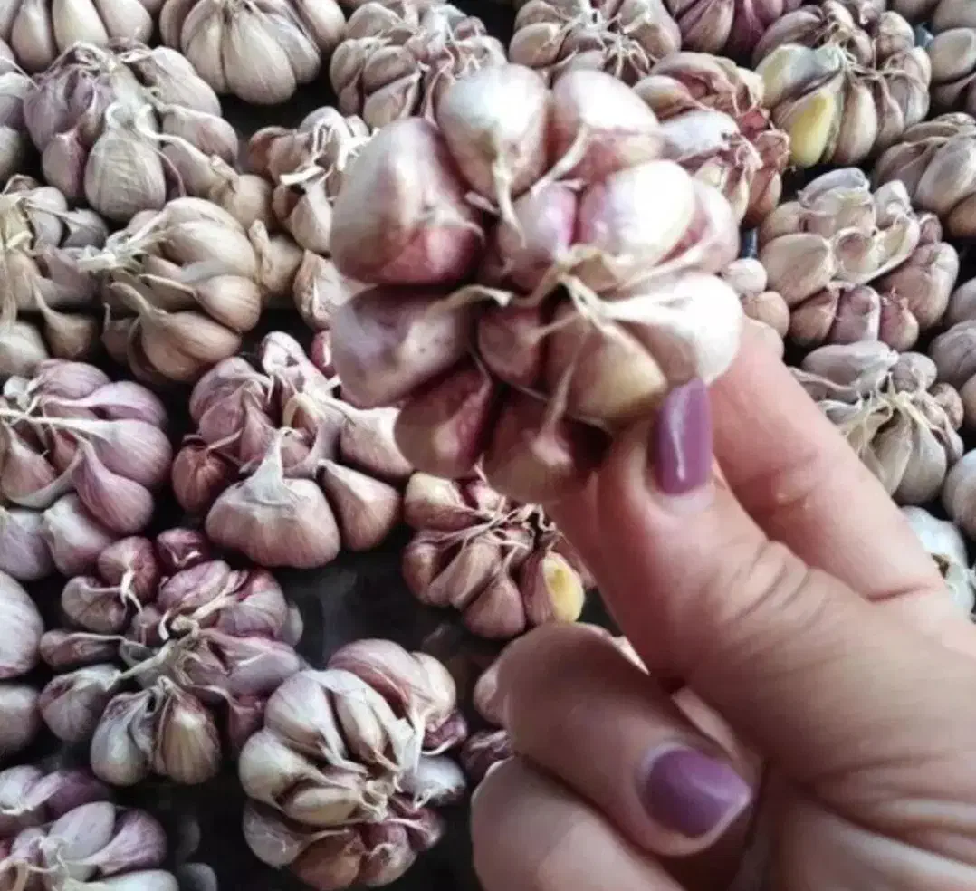 سیر بزری|عمده‌فروشی|اقلید, |دیوار