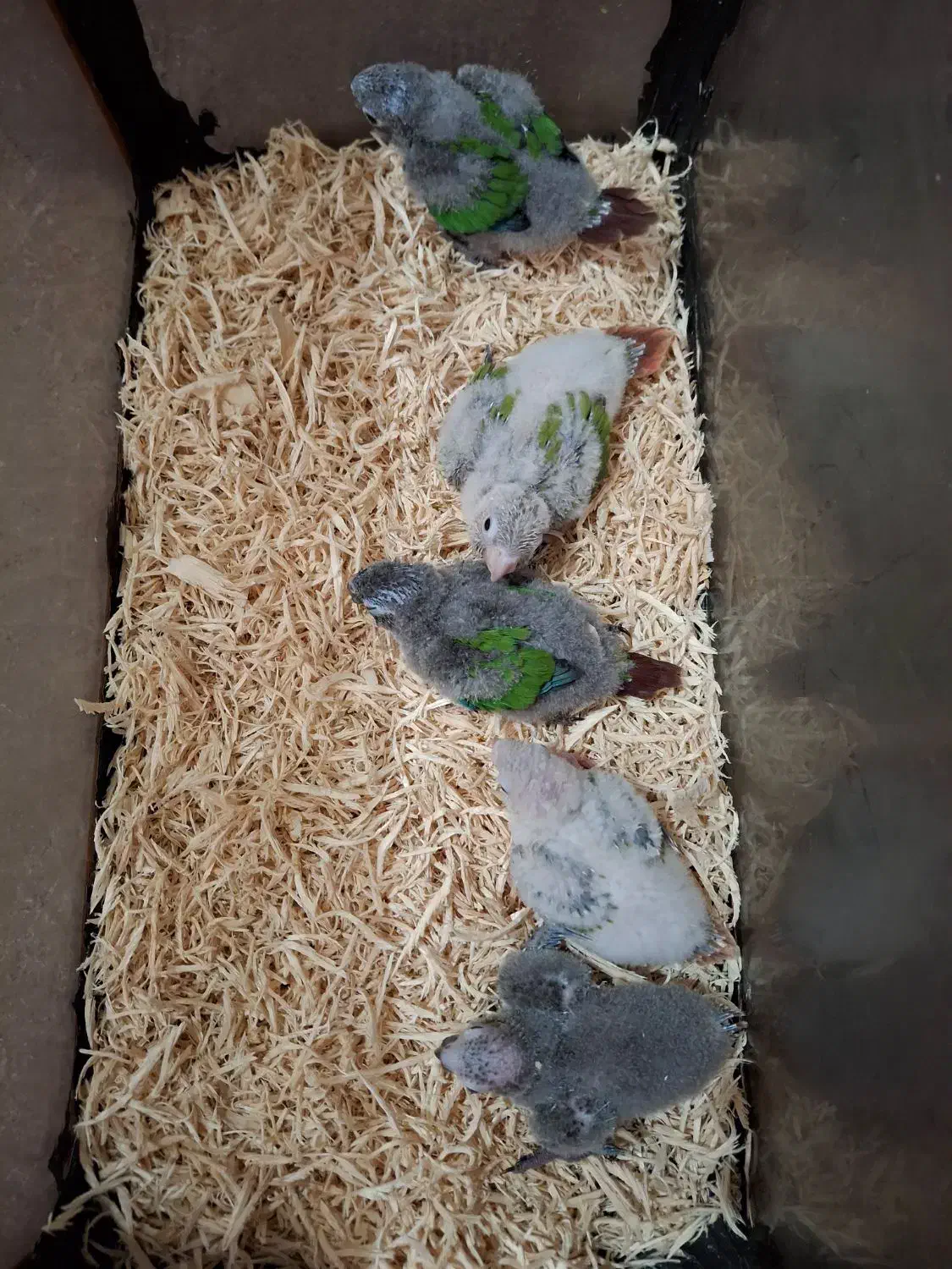 گیریچک سرلاکی یلوساید آناناسی و نرمال|پرنده|ضیابر, |دیوار