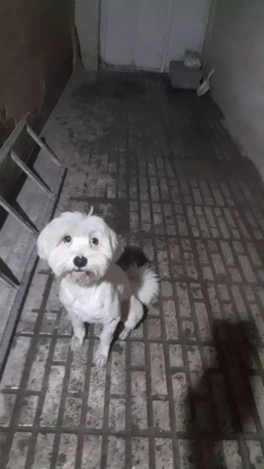 سگ خونگی گم شده|سگ|قدس, شهرقدس|دیوار