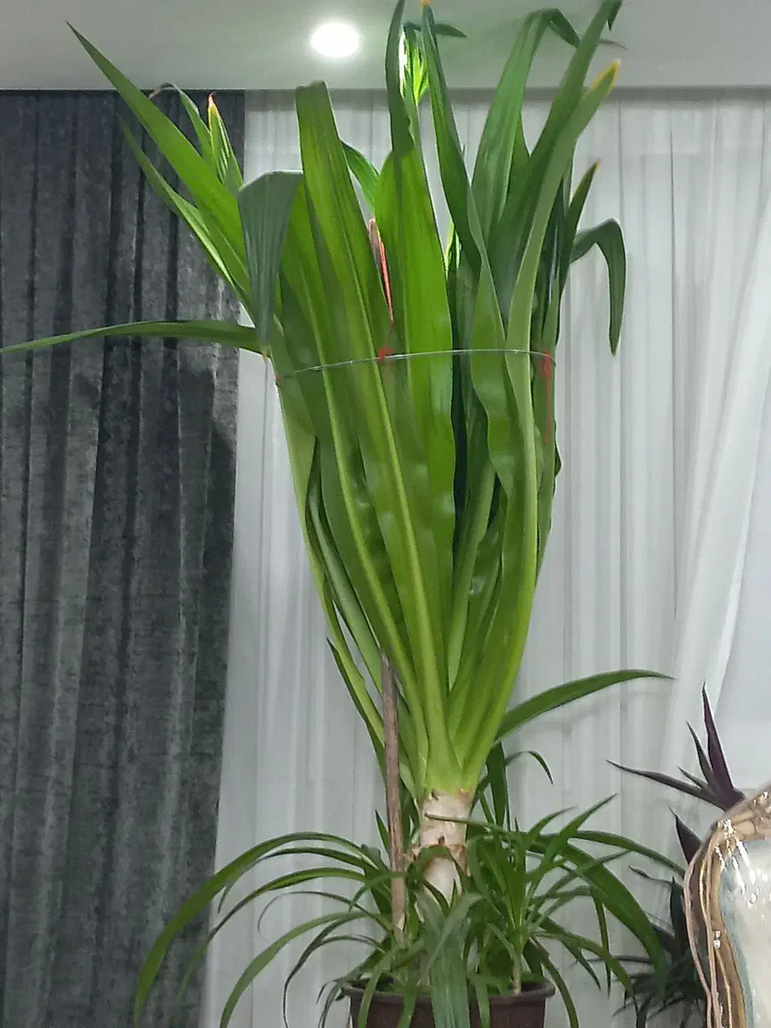 گل ذرتی|گل و گیاه طبیعی|اصفهان, مارچین|دیوار