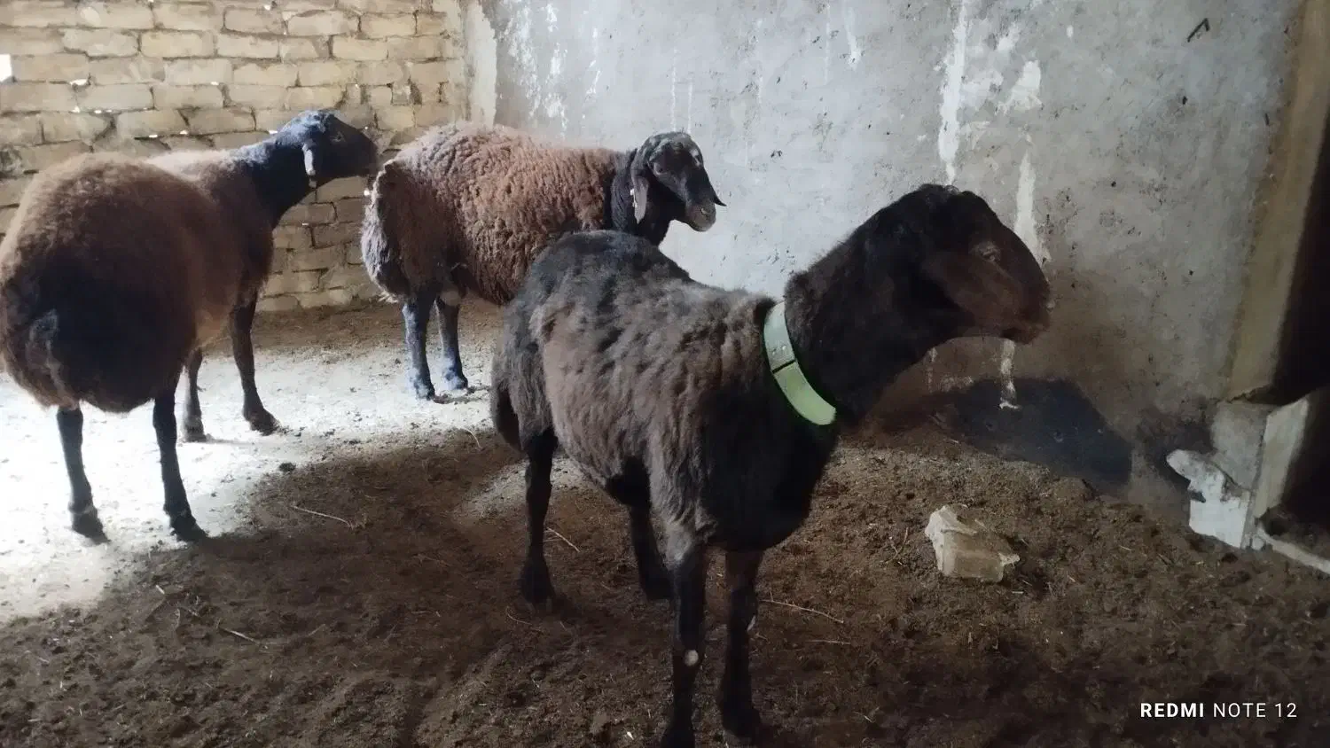 همو هترو|حیوانات مزرعه|کاشان, کوی اداره گاز|دیوار