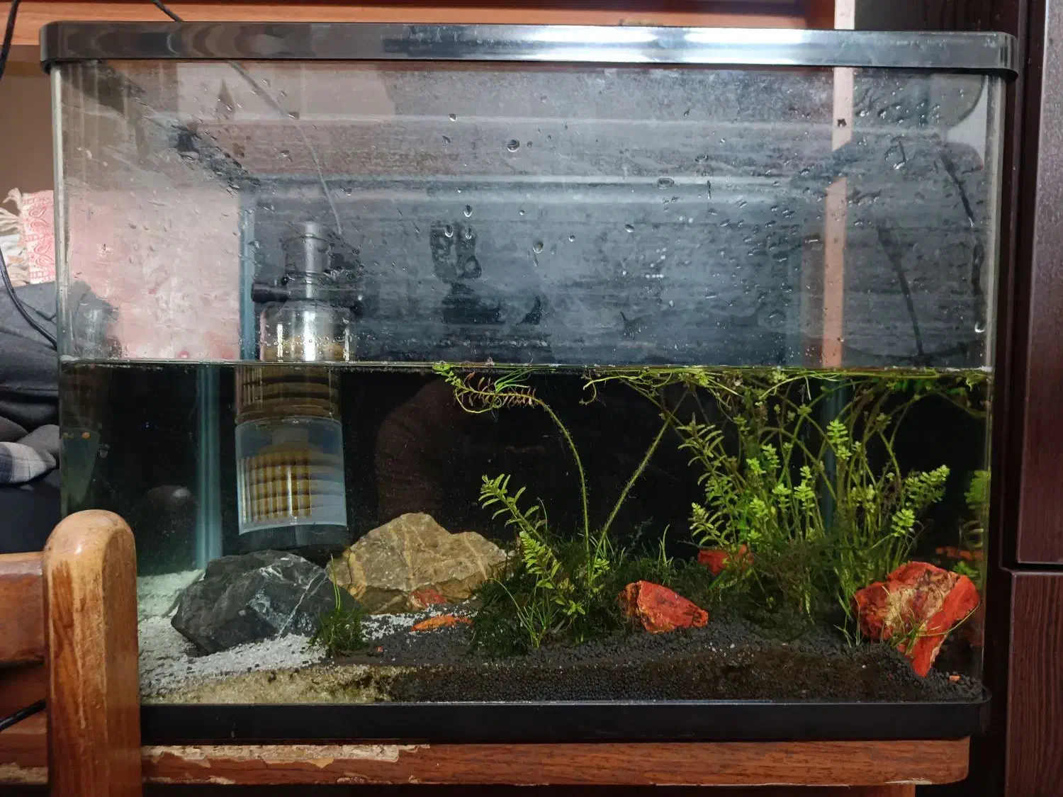 آکواریوم ماهی،پلنت گیاهی|ماهی|تهران, افسریه شمالی|دیوار