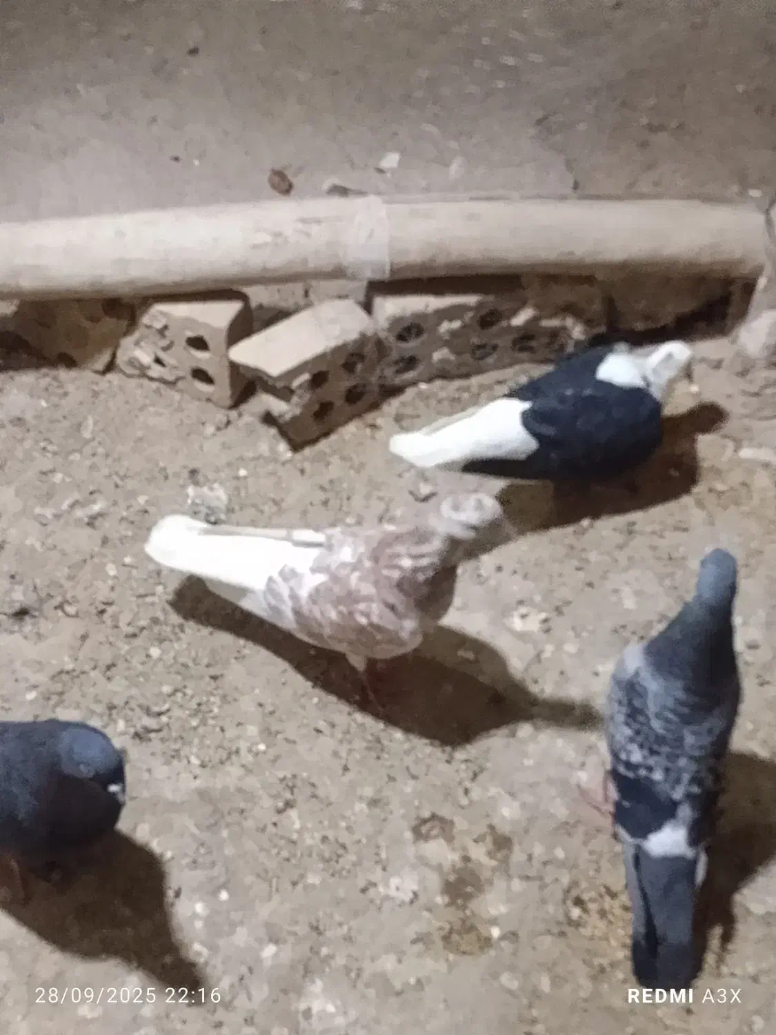 سوسنگردروستای مرعی|پرنده|سوسنگرد, |دیوار