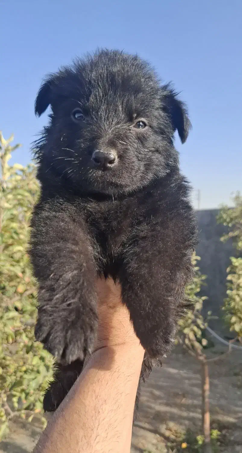 ژرمن بلک|سگ|مشهد, فردوسی|دیوار